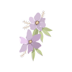 Fototapeta premium A delicate botanical illustration of two soft purple blossoms with gentle green leaves, capturing a minimalist and romantic spring aesthetic
