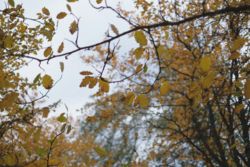 branches with yellow leaves in autumn time