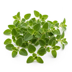 Fresh Oregano Sprigs Culinary Herb Aromatic Leaves