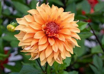 Dahlia 'Glorie van Noordwijk', dinner plate  dahlia, decorative dahlia. Large flowers of Dahlia 'Glorie van Noordwijk'.  © Kaja