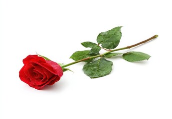 Red Rose with Water Drops on White Background