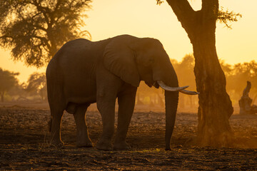 African elephant stands by tree at sunrise