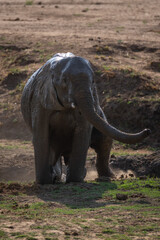 Obraz premium African elephant climbs out of muddy ditch