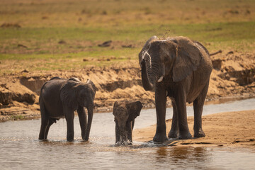 Obraz premium African elephant stands squirting water near calves