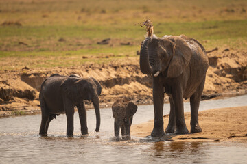 Fototapeta premium African elephant stands squirting water with calves