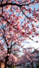 Cherry Blossoms Avenue: A radiant display of cherry blossoms paints a picturesque avenue, with delicate pink petals and branches reaching towards a brilliant blue sky.