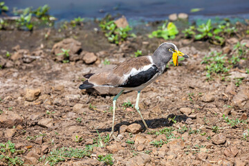 South Africa, Kruger National Park, White-crowned / White-headed Lapwing / Plover (Vanellus albiceps)