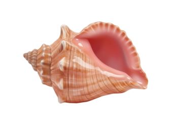Isolated Conical Seashell, Marine Gastropod, Conch Mollusk, Beach Clam, Tropical Shoreline
