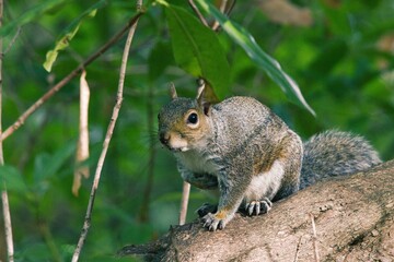 A squirrel is resting on a tree in a park