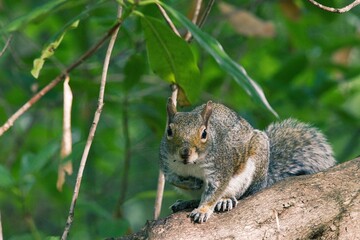 Squirrel on a tree in a park