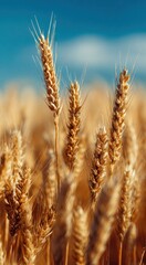 Golden wheat field under a bright blue sky creates a stunning rural landscape