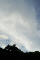 曇り空を飛ぶ鳥