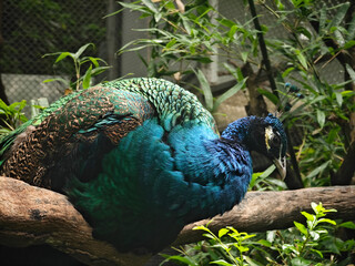 a green and blue peacock sit on the branch in the zoo