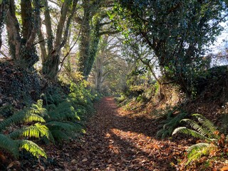 Treelined holloway, an ancient sunken pathway in Somerset, UK