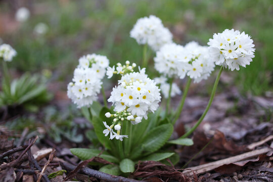 White primula denticulata in the spring garden