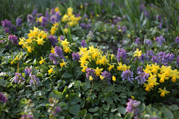 Narcissus and corydalis in the garden