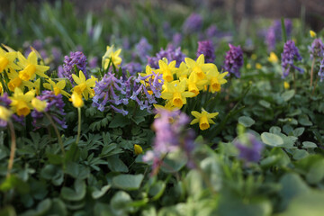 Purple and yellow flowers in a spring garden. Narcissus and corydalis.