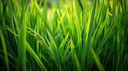 A vibrant field of tall grass and small green rice plants thrives under a clear blue sky in a peaceful rural landscape. The scenery showcases natures beauty.