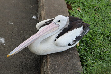 Pelican on pavement pelican resting beside concrete edge