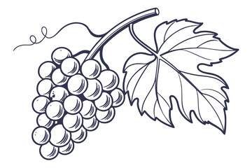 Obraz premium Grapes Bunch and Leaf Illustration on a White Background