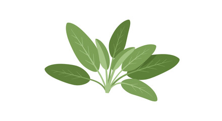 Naklejka premium A small bunch of fresh sage leaves is depicted