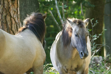 Konik ponies in the wild, Equus ferus caballus, two Konik horses standing next to each other surrounded by green leaves and sunlight, grey-brown horses upright in the forest © Rebecca