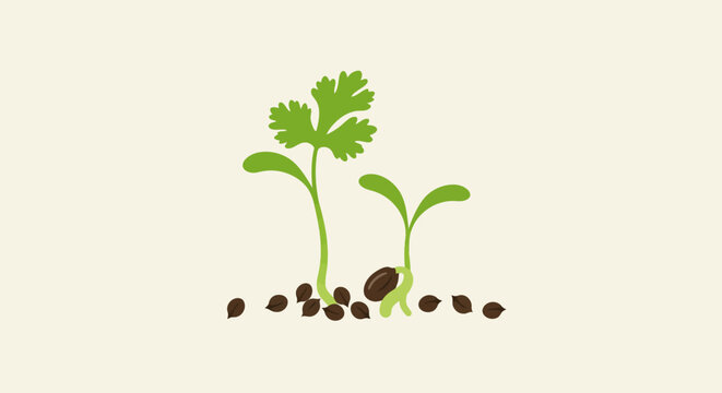 Two coriander seedlings sprout amidst brown seeds on an ecru background