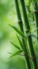 A cluster of vibrant green bamboo sticks showcases their tall, slender shape. The bamboo is set against a soft, blurred green background, hinting at a serene natural environment.