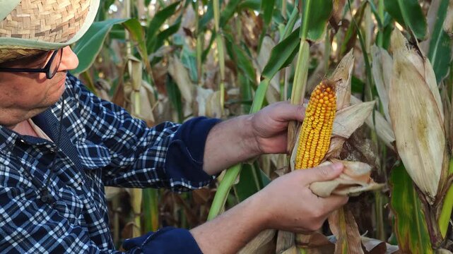 A farmer is carefully checking ripe corn in a sunny cornfield. He wears a straw hat and flannel shirt, surrounded by tall green stalks. The scene captures the essence of harvest time.