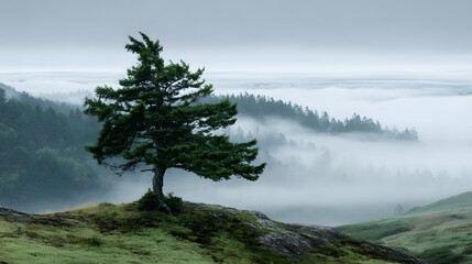 A lone coniferous tree stands atop a grassy hill, overlooking a valley filled with dense fog that obscures distant forested hills under a cloudy gray sky, creating a peaceful, serene, and tranquil...