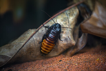 Large hissing bug sitting on a dry leaf in autumn