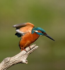 A Common Kingfisher bird perched on a branch spreading its wings.