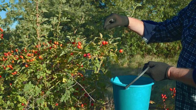 Hands carefully pick bright red rose hips from a bush in a sun-soaked field. The scene captures the essence of autumn, with leaves changing colors and a clear blue sky. - Powered by Adobe
