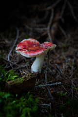 Mushrooms in the dark forest