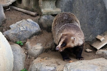 横を向いたニホンアナグマのポートレート
