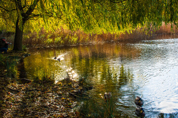 Fototapeta premium A landscape view of a lake with trees in autumn color with mirror reflection and water fowl at Wollaton Country and Deer Park in Nottingham, UK.