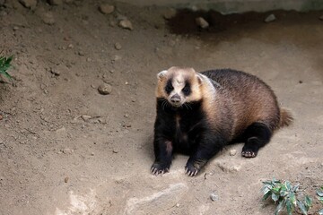 地面に座ったカメラ目線のニホンアナグマ