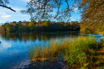 Obraz premium A landscape view of a lake with trees in autumn color with mirror reflection at Wollaton Country and Deer Park in Nottingham, UK. 