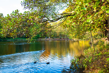 A landscape view of a lake with trees in autumn color with mirror reflection at Wollaton Country and Deer Park in Nottingham, UK.
