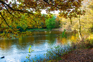 Fototapeta premium A landscape view of a lake with trees in autumn color with mirror reflection at Wollaton Country and Deer Park in Nottingham, UK. 
