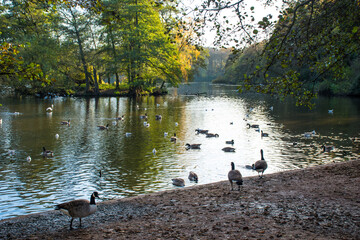 A landscape view of a lake with trees in autumn color with mirror reflection and water fowl at Wollaton Country and Deer Park in Nottingham, UK.