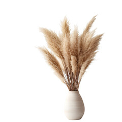Elegant Pampas Grass in Vase on Table Isolated on White Background