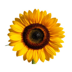 Fototapeta premium Sunflower, flowers isolated on transparent background, Yellow, yellow flower, isolated Photo summer flowers on white background 