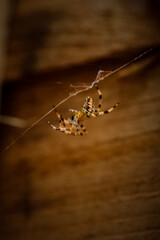 Closeup of a spider crawling on its web