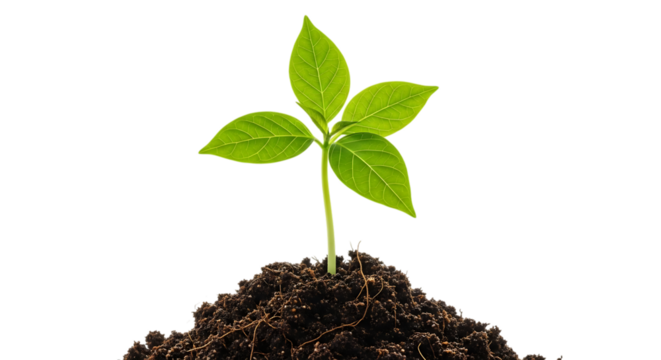 Young green plant sprout growing from soil isolated on transparent background