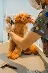At a pet grooming salon, a middle-aged male groomer is brushing the fur of an adorable Poodle dog