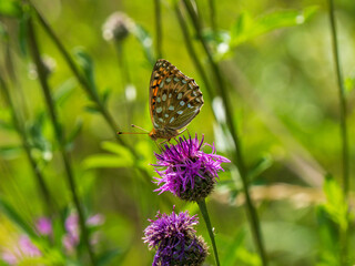 Dark Green Fritillary Feeding on a Thistle