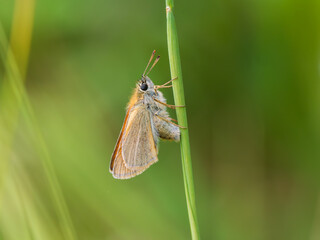 Small Skipper Egg Laying on a Grass Stem