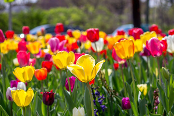 Variety of Tulips Blooming in Spring