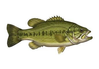 Isolated Large Mouth Bass Fish Illustration, Wildlife Creature, Swimming in Freshwater River